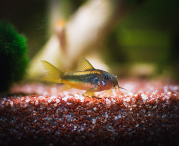 Close-up of fish swimming in aquarium