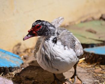 Close-up of muscovy duck looking away