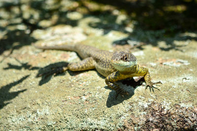 Close-up of lizard on rock