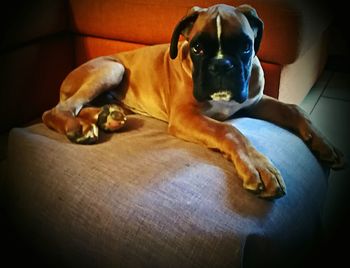 Dog relaxing at home