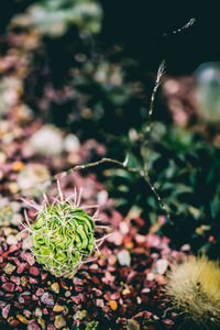 Close-up of green plant growing in garden