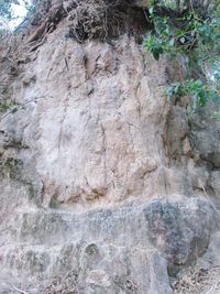 Close-up of tree trunk