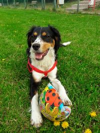 Portrait of dog sitting on field