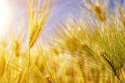 Close-up of stalks in field