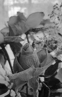 Close-up of flower at home