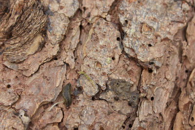 Full frame shot of tree trunk