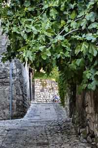 Trees growing outdoors