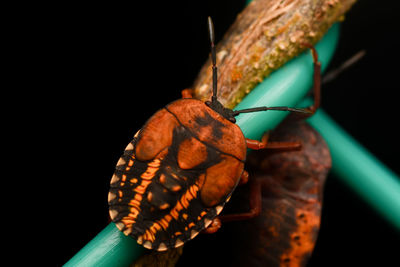 Close-up of insect