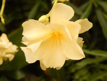 Close-up of yellow flower