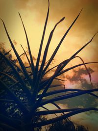 Close-up of plants against sunset sky