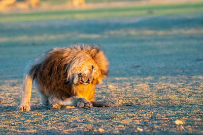 View of a dog looking away