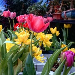 Close-up of multi colored tulips