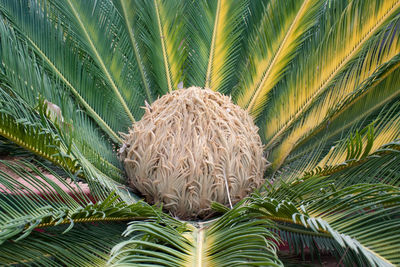 Close-up of coconut palm tree