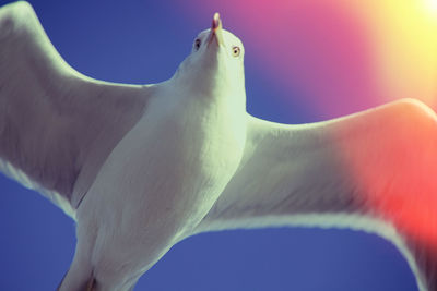 Close-up of bird against sky