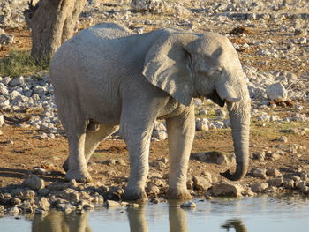 Full length of elephant standing in water