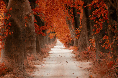 Empty road amidst trees on field during autumn