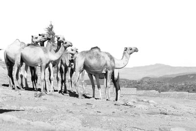 View of horses on land