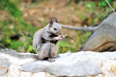 Squirrel sitting on rock