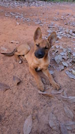 Dog in zoo