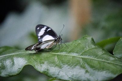 Close-up of butterfly on leaf