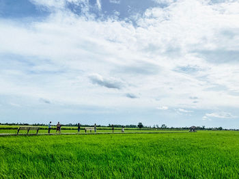 Scenic view of agricultural field against sky