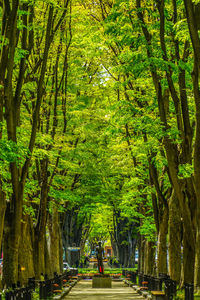 Footpath amidst trees in forest