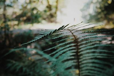 Close-up of plant against blurred background