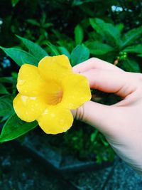 Close-up of yellow flower