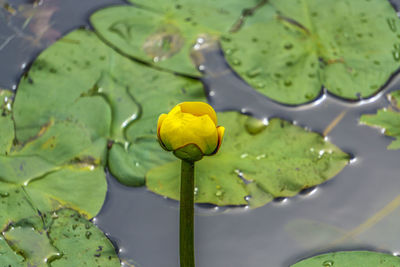 Water lily in lake