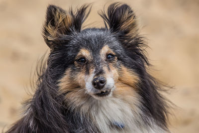 Close-up portrait of shetland sheepdog