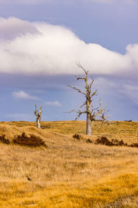 A single dead tree on a hill in the yellow grass of the steppe of patagonia, chile