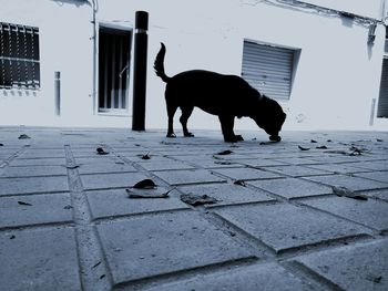 Dog on zebra crossing