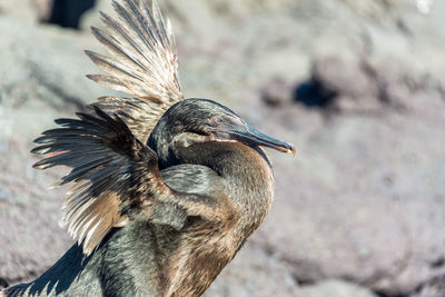 Side view of flightless cormorant with spread wings on rock
