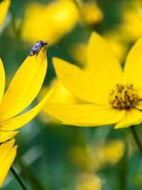 Close-up of bee on yellow flower