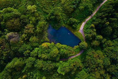 Aerial view of lake in forest