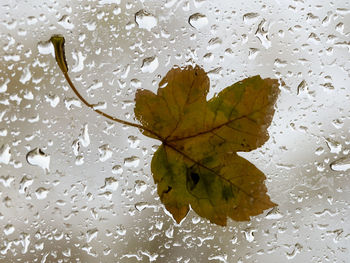 Close-up of wet maple leaves during autumn