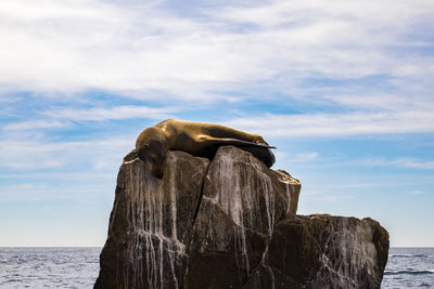 Sea wolf in the coastline of cabo san lucas in baja california sur in mexico