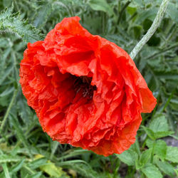 Close-up of red rose flower