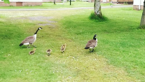 Birds on grassy field