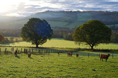 Horses grazing in a field