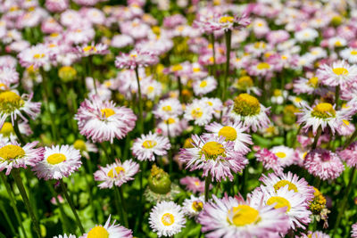 Close-up of fresh white flowers blooming in field