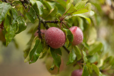 Close up photo of delicious red apples on tree.