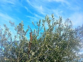 Low angle view of trees against blue sky