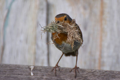 Close-up of a bird