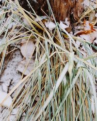 Close-up of dried plant on snow covered land