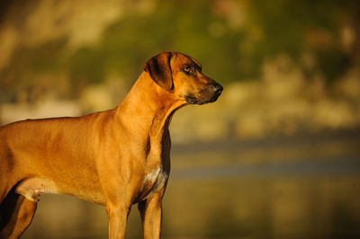 Close-up of rhodesian ridgeback