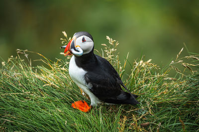 puffin