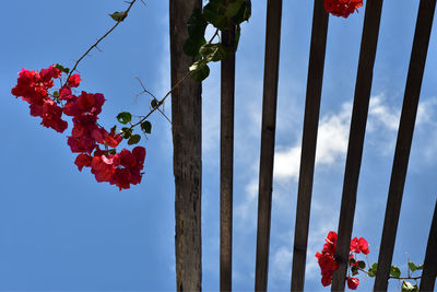 Pink bougainvillea flowers on wood trellis against blue sky