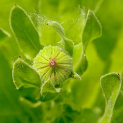 Close-up of green plant