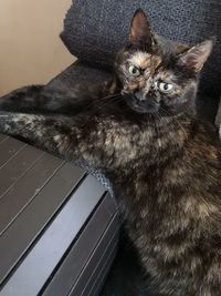 High angle portrait of a cat